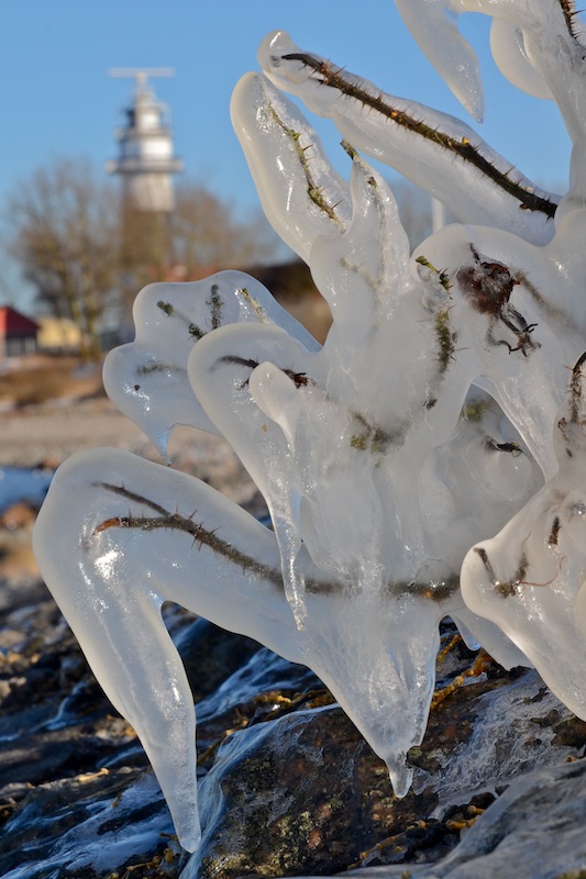 Ein Ost-Sturm peitschte Gischt bis hoch an Land und überzog Planzen mit Eis. Am Bülker Leuchtturm im Kieler Vorort Strande, 12. März 2013.