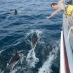 delfine-auf-bugwelle