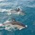 delfine-delfine