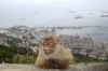 gibraltar-vom-affenfelsen